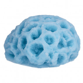 Molde coral marino