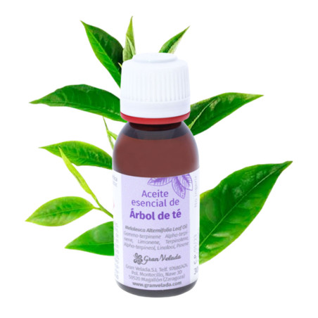 Aceite esencial Arbol de Te